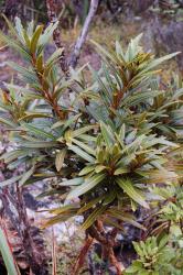 Image: P.B. Heenan © Landcare Research 2014 